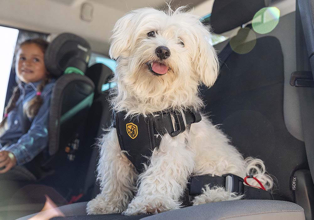 Lee más sobre el artículo Babyauto presenta un nuevo dispositivo de seguridad para viajar con mascotas en el automóvil.